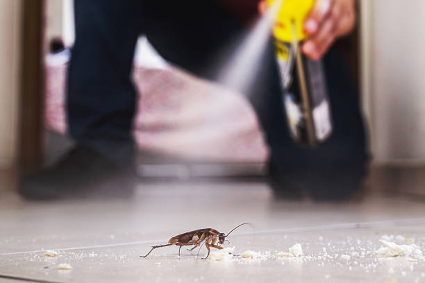 Professional Pest Control in Del Rey, CA