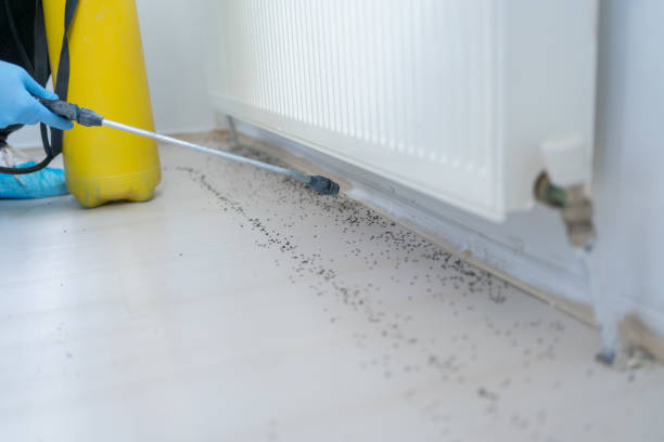 Best Affordable Pest Control Services  in Del Rey, CA
