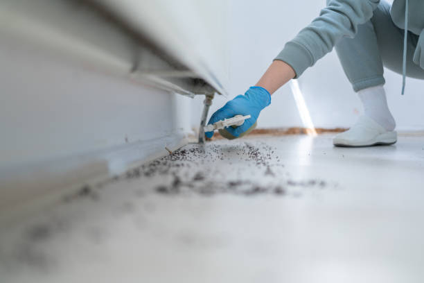 Best Ant Control Services  in Del Rey, CA